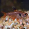 Red Phantom Tetra