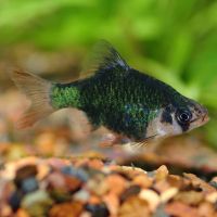 Green Tiger Barb