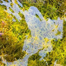 ROTALA ROTUNDIFOLIA YELLOW