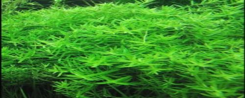 ROTALA ROTUNDIFOLIA GREEN