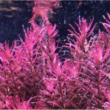 ROTALA ROTUNDIFOLIA RED