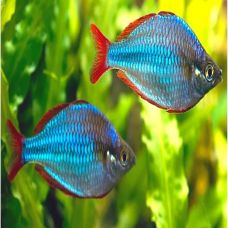 THREADFIN RAINBOW FISH