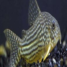 Corydoras aeneus