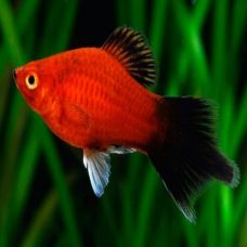 PLATY FISH