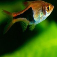 HARLEQUIN RASBORA