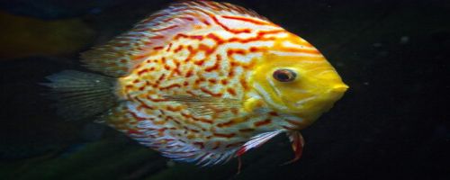 SNAKESKIN DISCUS