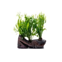 Java Fern 'Windelov' on Driftwood