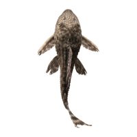 Plecostomus