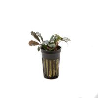 Bucephalandra Kedagang Round Pot