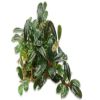 Bucephalandra Brownie Blue