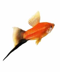 Swordtails