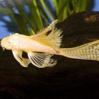 24K GOLDEN SHORTFIN FISH