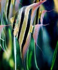 Angel fish