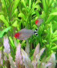 Rummynose Tetra