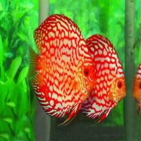 Red Marlboro Discus